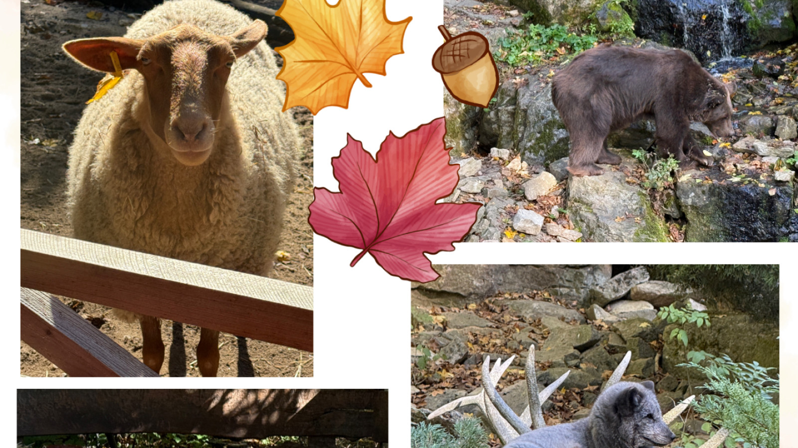 Collage mit Lamas, Eule, Wolf, Schaf, Fischotter, Fuchs und herbstlichen Blättern.